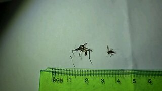 Mosquito Comparison Australia NSW Illawarra