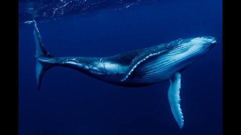 Baleia gigante