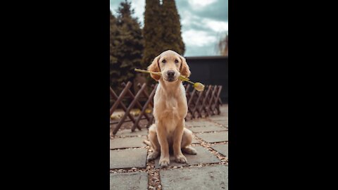 Who is more handsome, happy boy