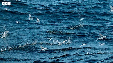 Flying Fish Picked Off From Above And Below | 4K UHD | The Hunt| BBC Earth 🌎🌍