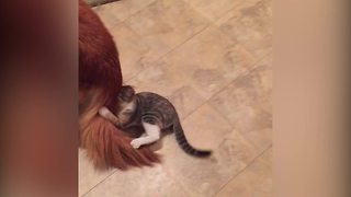 Hilarious Cat Attacks Dog’s Tail