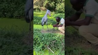 Shoebill - Pássaro Exótico