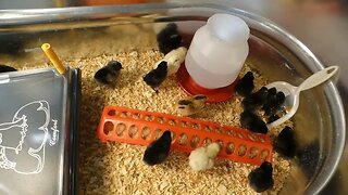 First large batch of incubated chicks - 2023.