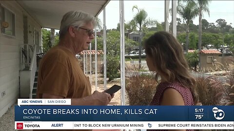 Coyote in Encinitas rips through woman's window screen, kills her cat