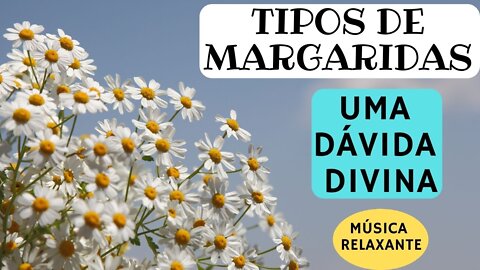 Tipos de Margaridas Uma dádiva Divina Música Relaxante