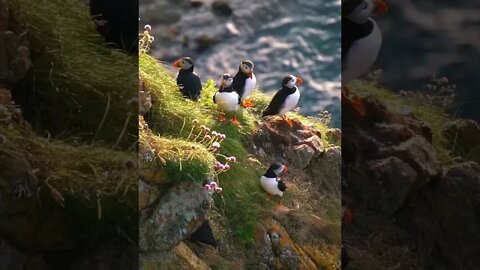 Cutest puffins ever 😍 Beautiful Nature #shorts #trending #viral