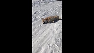 Corgi happily slides down snowy hill