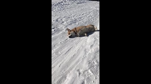 Corgi happily slides down snowy hill