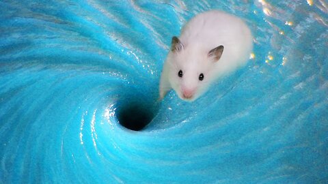 Amazing Hamster Pool Adventur