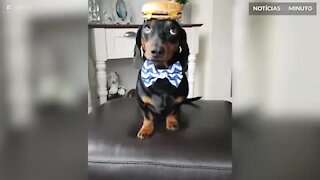 Cão com o maior autocontrole do mundo equilibra dois hambúrgueres!