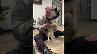 Dog Chiropractor Adjusts Huskies Back