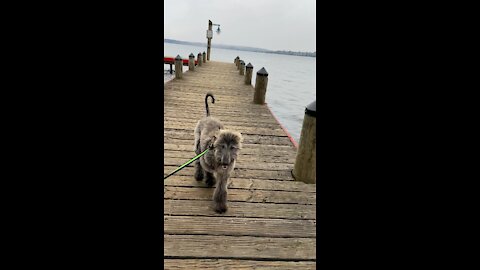 Afghan hound puppy training!