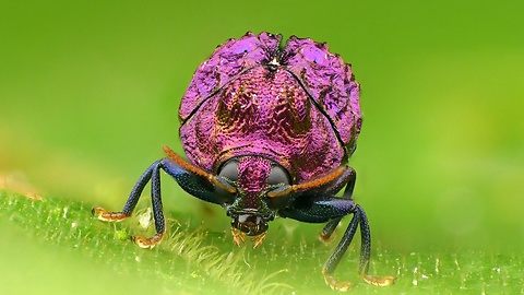 Beetle from Amazon rainforest is incredibly shiny