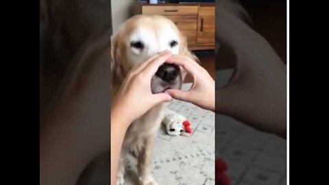 Funny and Cute Dogs Videos Compilation,