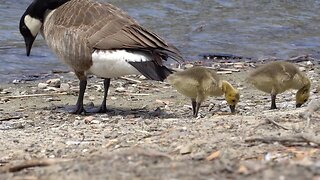 CatTV: baby ducks with mom 2