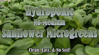 Hydroponic Sunflower Microgreens Grown in Amazon Trays