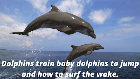 Dolphins train baby dolphin to jump and how to surf the wake.