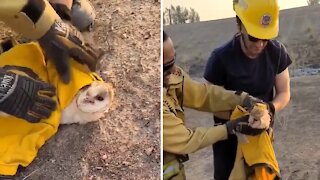 Firefighters rescue barn owl from massive California wildfire
