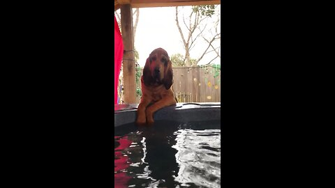 Bloodhound Cannonballs Into Jacuzzi In Epic Fashion
