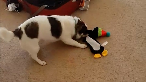 Terrier Beats up his Penguin Toy