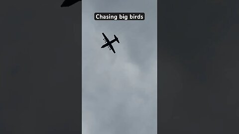Chasing big bird! #goldenretrievers #pei #aircraft #military