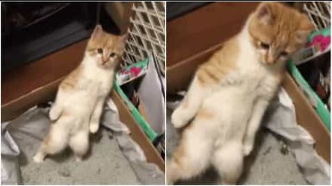 Já alguma vez viu um gato a fazer as necessidades de pé