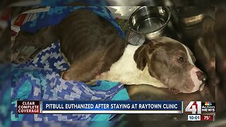 Pitbull euthanized after staying at Raytown clinic