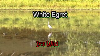 White Egret Catches Fish