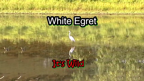 White Egret Catches Fish