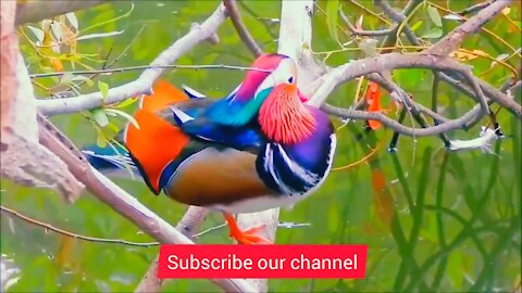 Most Surprising Bird Celebrity Beautiful Mandarin Duck playing in water.