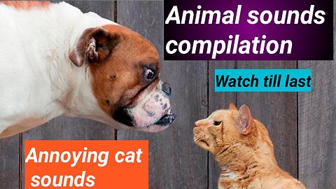 Funny Animals 2024 😂 Cute Cat And Dog Funny Videos 😸 Part 166