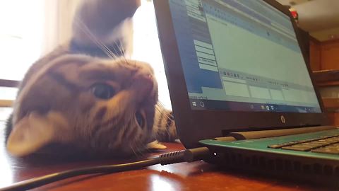 "Cat Demands Owner's Attention"