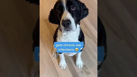 Dogs, Dogsvideos 43