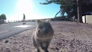 Cet adorable quokka sourit pour la caméra