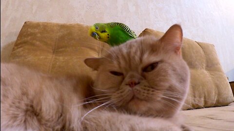 Кот и птица, милые животные #185