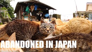 ABANDONED CAT ISLAND FOUND IN JAPAN - CATS EVERYWHERE!!