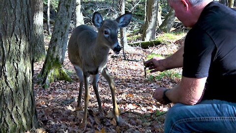 Running deer stops to share apples with man snacking in the forest