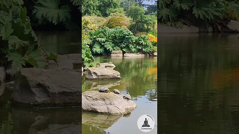 Turtles Sunbathing in the Pond at San Francisco Botanical Garden | Soothing Piano Music