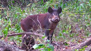 12 GAUGE BUCKSHOT DROPS WILD BOAR!