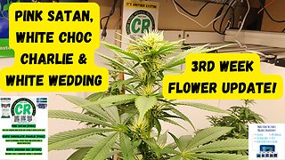 PSGX Pink Satan, White Choc Charlie, & Ethos White Wedding 3rd Week Flower Medical Cannabis Update!
