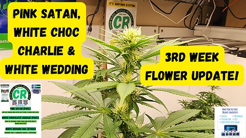 PSGX Pink Satan, White Choc Charlie, & Ethos White Wedding 3rd Week Flower Medical Cannabis Update!