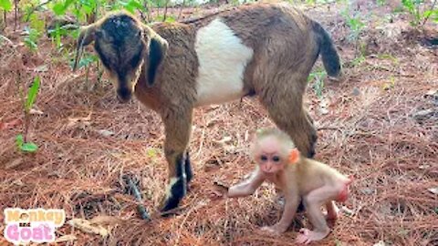 Goat BeBe find baby monkey BiBi is lost in the forest