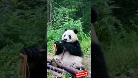 Wow🤩 cute panda 🐼 || #status #viral #shorts