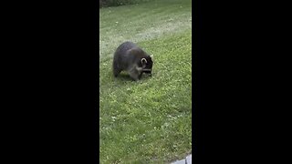 Raccoon eating