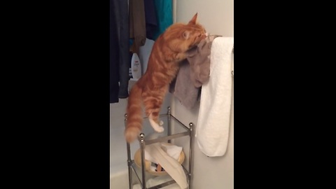 Cat has weird fascination with socks