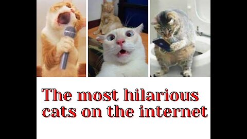 THE MOST FUNNY CATS ON THE INTERNET
