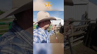 Giving How Much Pressure When Moving Cows