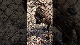 Feeding an Elk leaves by hand