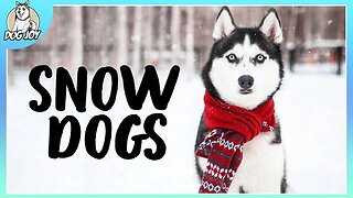 Snow Dogs - Best Dogs for Cold Climates