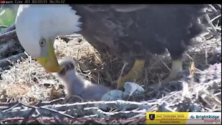 Eagle cam up and running after exciting hatch this weekend